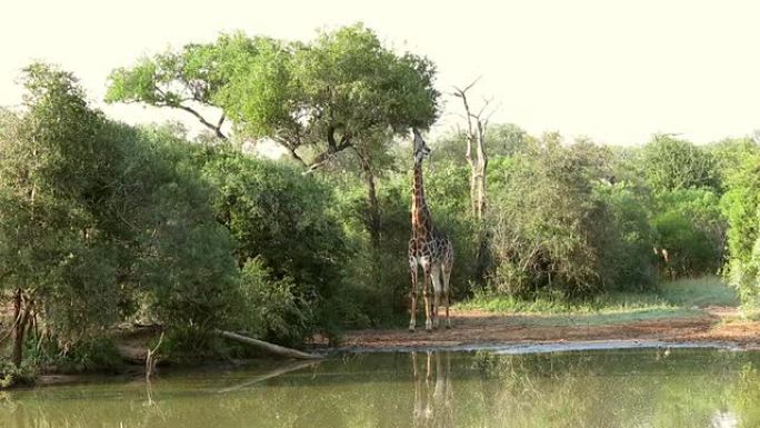 克鲁格野生动物保护区长颈鹿食叶