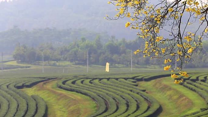 绿色茶场美丽的风景镜头