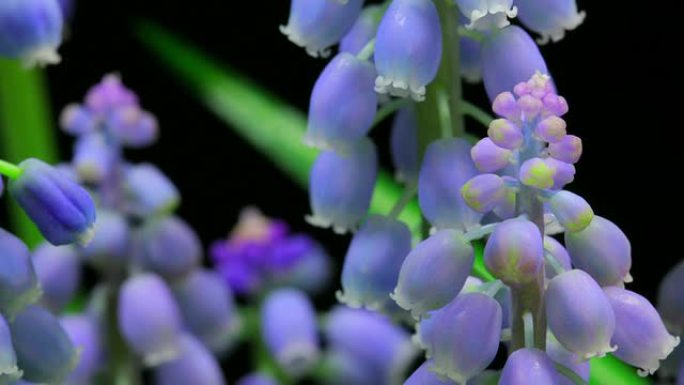 麝香花延时麝香花延时绽放开花开