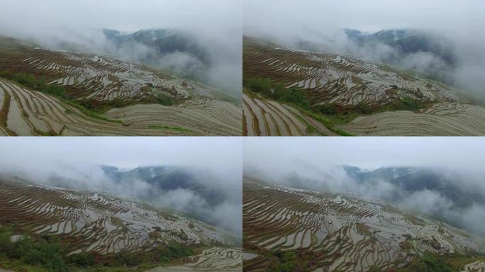 水稻，龙胜。中国桂林。