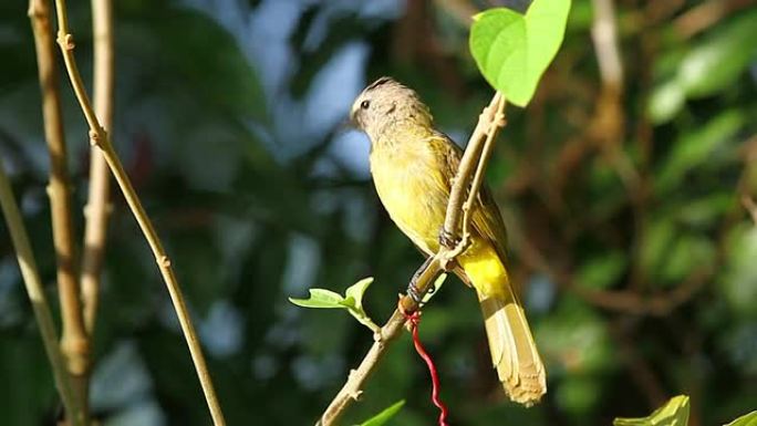 歌唱黄莺树枝上的鸟儿阳光鸟鸟生态