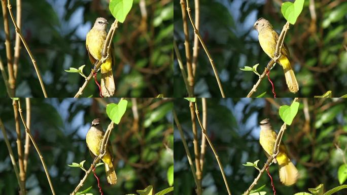 歌唱黄莺树枝上的鸟儿阳光鸟鸟生态