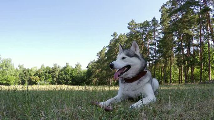 西伯利亚哈士奇躺在草地和树皮上。