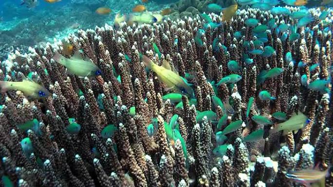 珊瑚园4海洋大海野生动物海底世界鱼群