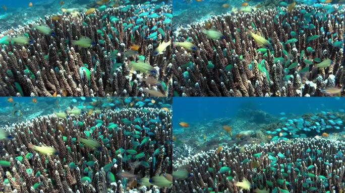 珊瑚园4海洋大海野生动物海底世界鱼群