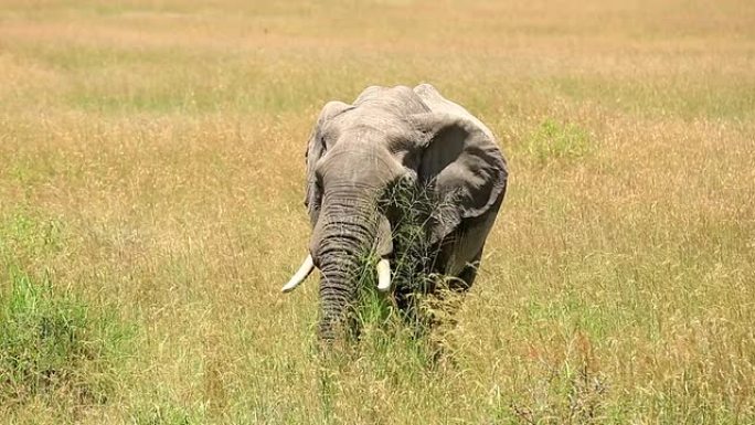 非洲象大型人与自然和谐生态