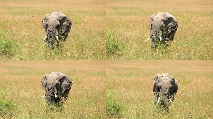 非洲象大型人与自然和谐生态