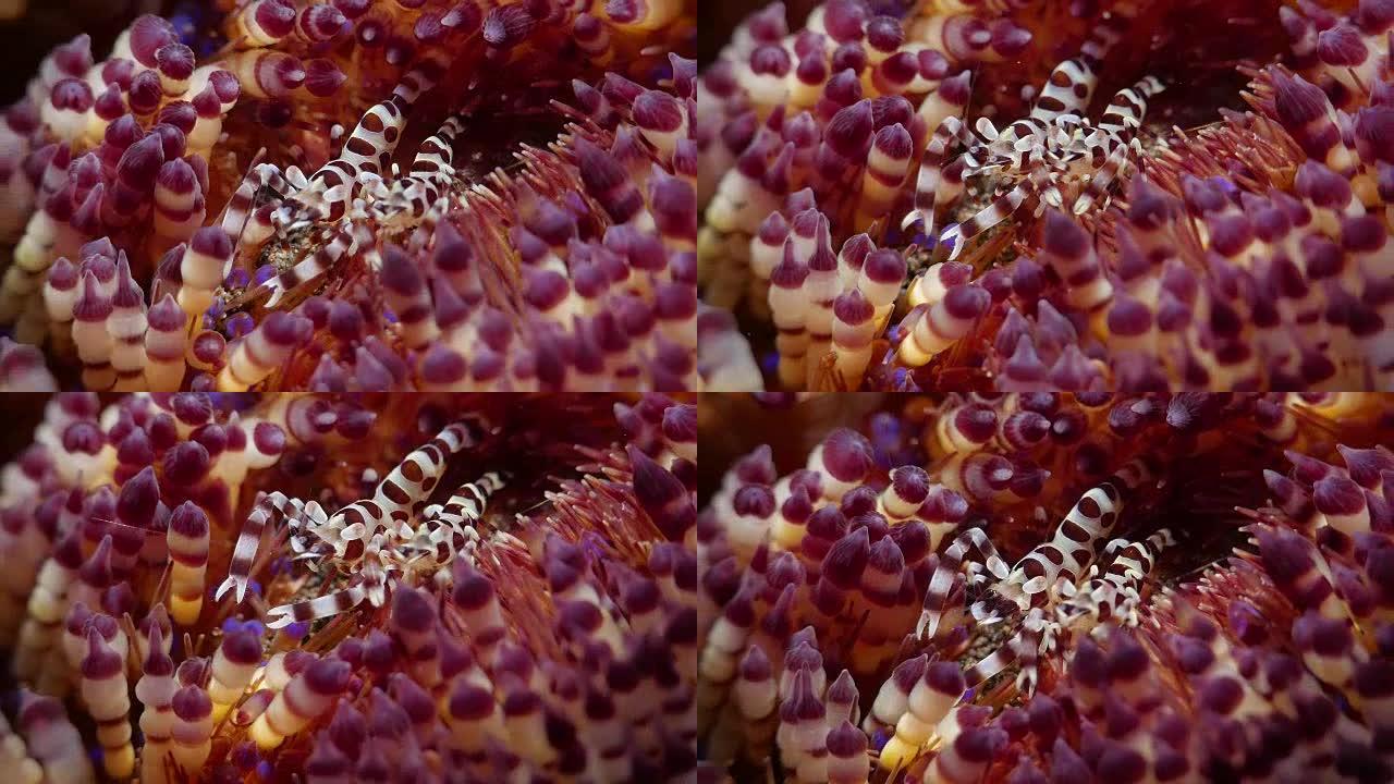 Coleman shrimp,对生活,火urchins,巴厘岛,印度尼西亚 (4K)