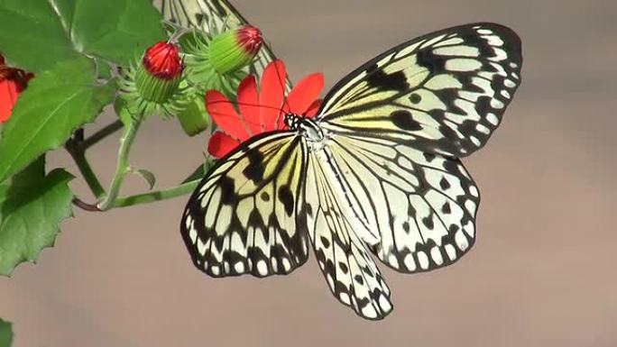 白斑想法纸鸢蝴蝶