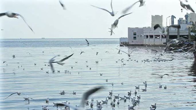 海鸥在海里飞行和游泳