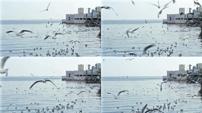 海鸥在海里飞行和游泳