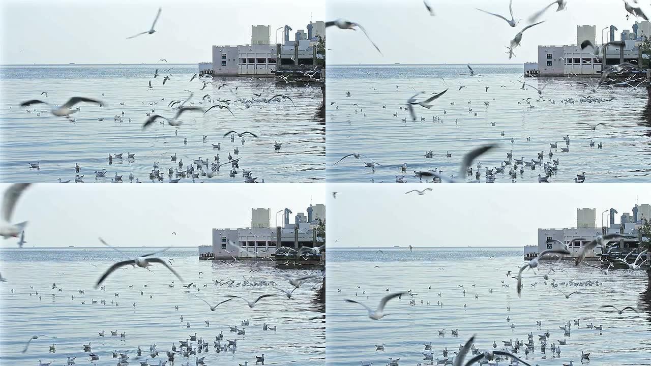 海鸥在海里飞行和游泳