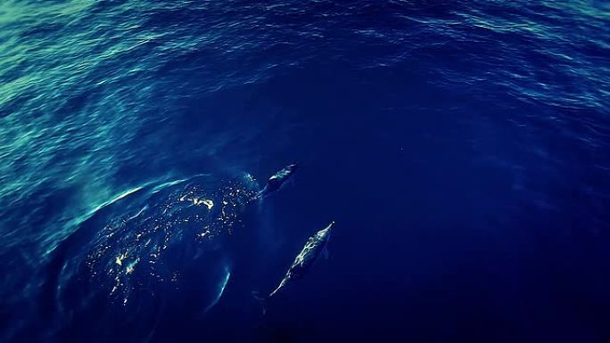 海豚海洋哺乳动物蓝色星球自然生态环境