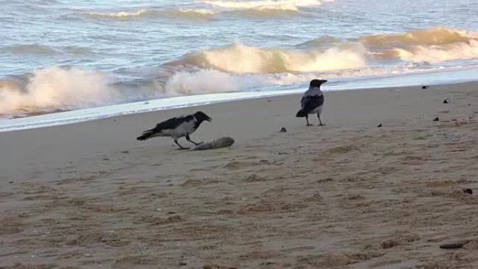 乌鸦在海边吃死鱼植物活动视频素材海洋生物