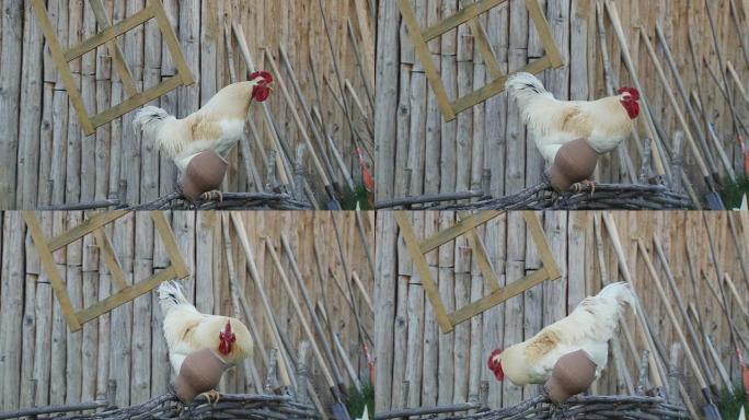 院子里的公鸡院子里的公鸡养鸡