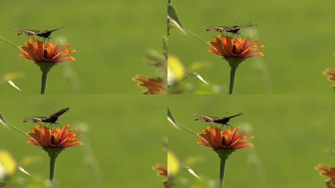 橙色花朵上的黑蝴蝶