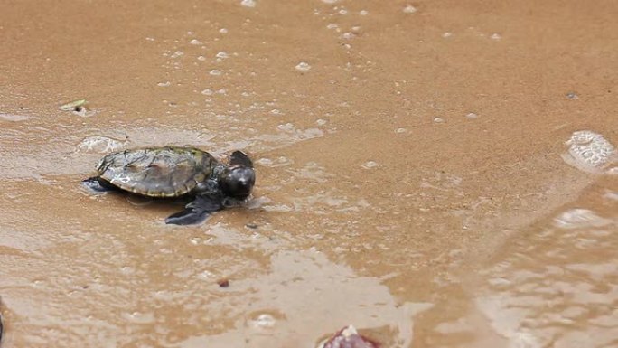 小乌龟在海滩上的第一步