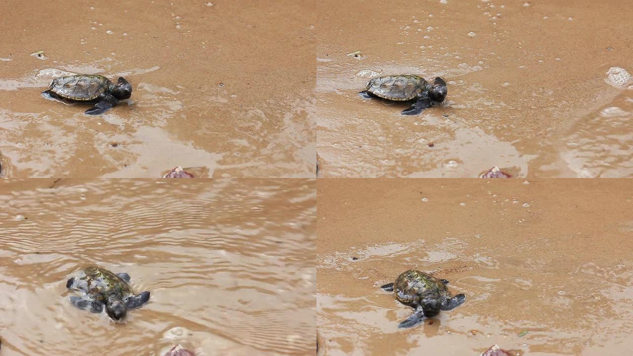 小乌龟在海滩上的第一步