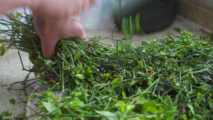 制作中国清明节的传统食物五色糯米饭的工序