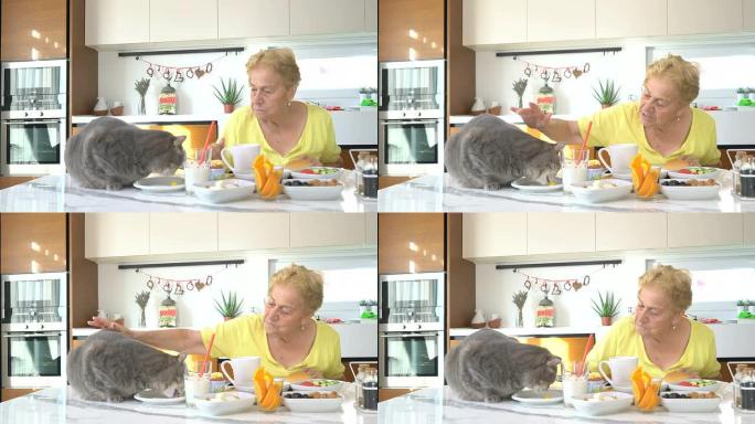 高级妇女在厨房里喂肥猫