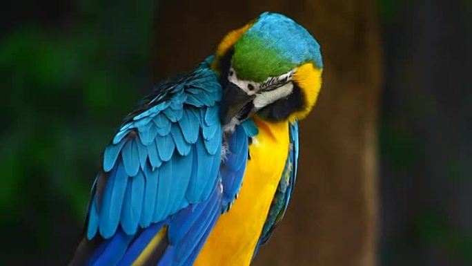 鹦鹉，金刚鹦鹉生物学生物研究大自然动物