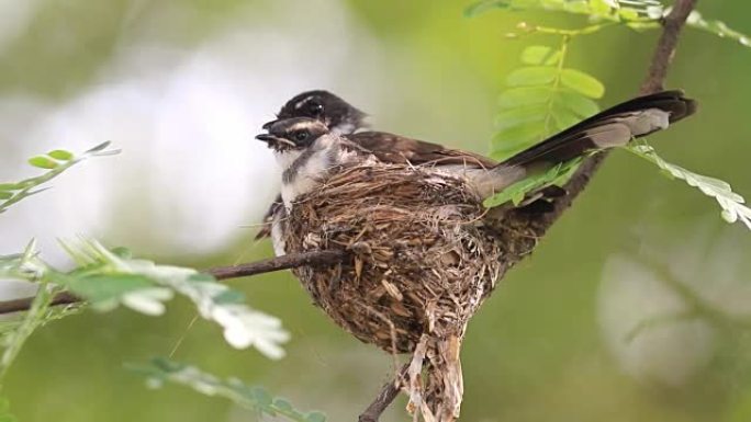 扇尾鸟的哈奇生态保护自然界生息繁衍