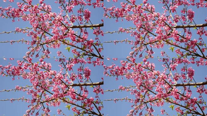 4K: 泰国樱花。樱草花