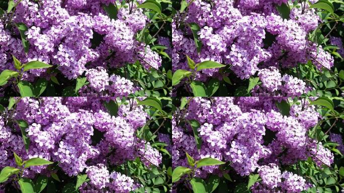 春天的丁香灌木