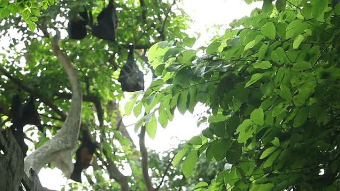 树上的果蝙蝠蝙蝠树枝阳光