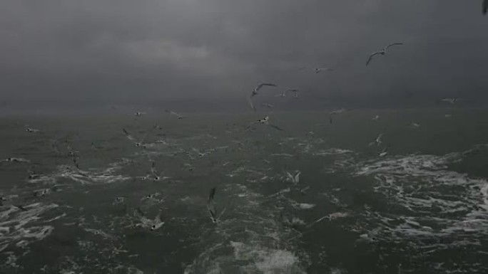 一群海鸟从空中潜水来抓鱼。