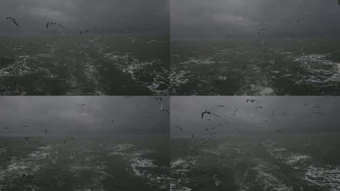 一群海鸟从空中潜水来抓鱼。