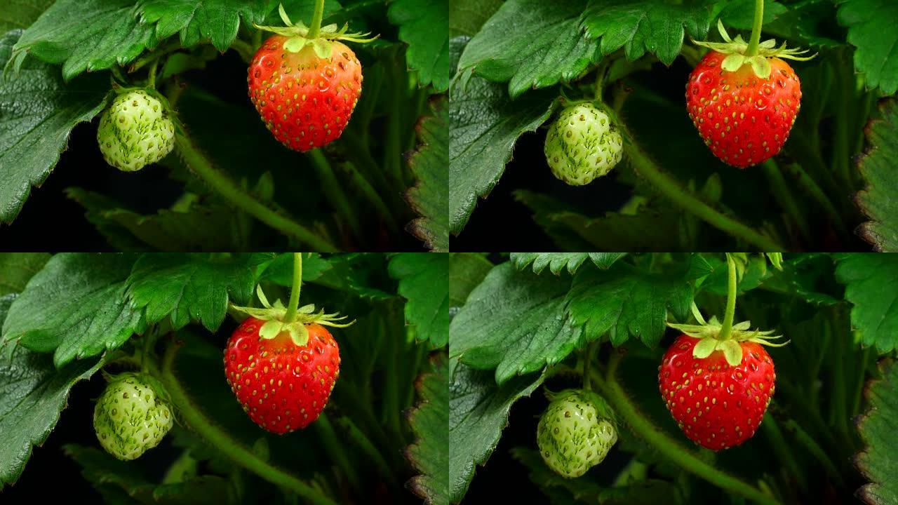 草莓在延时视频4K上成熟