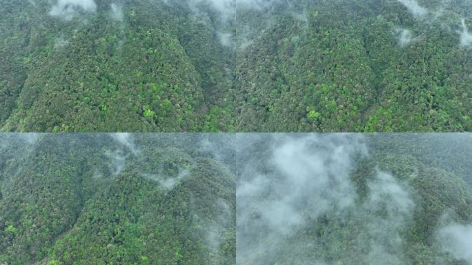 雨天森林航拍云雾缭绕森林树林大自然风景