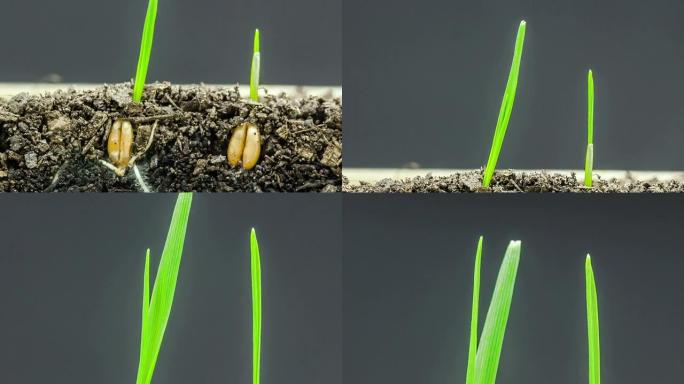 小麦通过种子延时生长