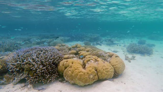 海底奇异珊瑚礁热带鱼群海洋大海野生动物