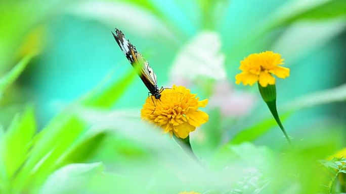 蝴蝶吃花粉微距摄影蒲公英自然生态