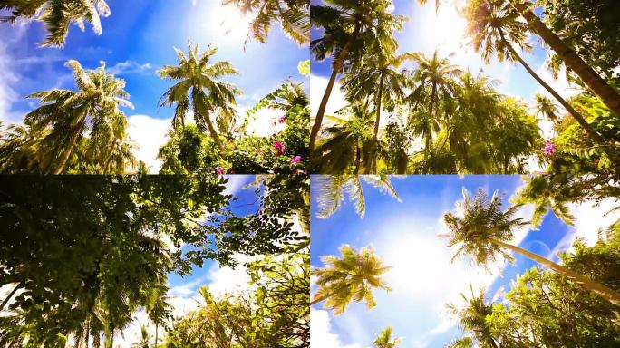 漫步在棕榈树森林中