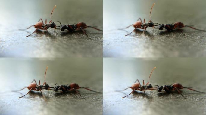 两只蚂蚁打架
