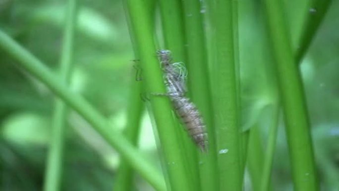 蜻蜓幼虫皮肤小时候的蜻蜓