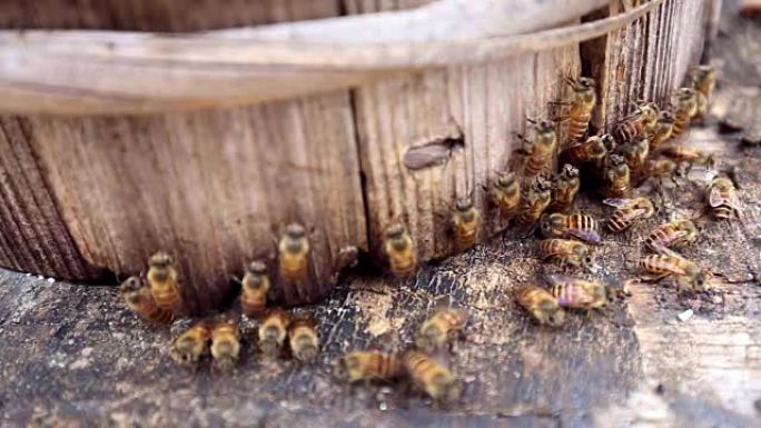 蜂巢中的蜜蜂
