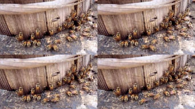 蜂巢中的蜜蜂