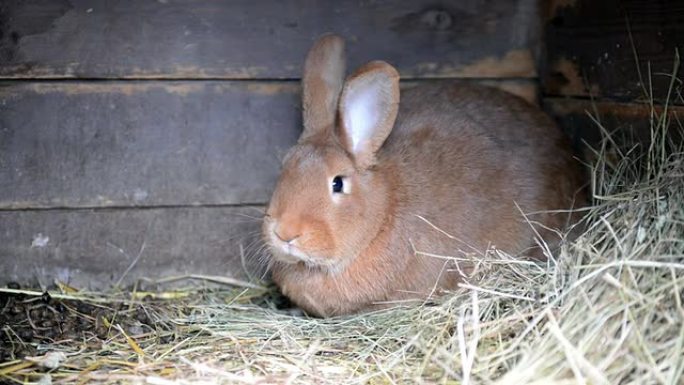 笼子里的兔子笼子里的兔子