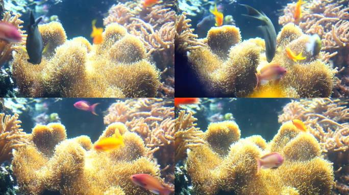 水族馆珊瑚礁上的Nemo & 热带鱼