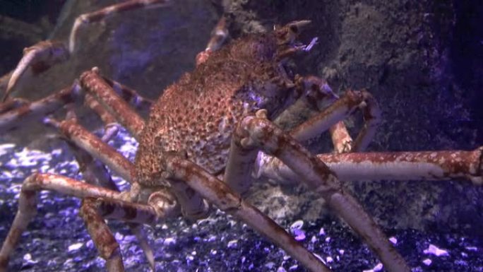 巨型日本蜘蛛蟹海洋馆海鲜市场生物多样性