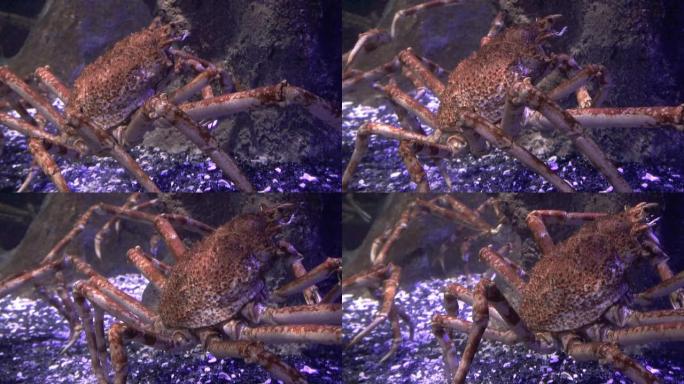 巨型日本蜘蛛蟹海洋馆海鲜市场生物多样性