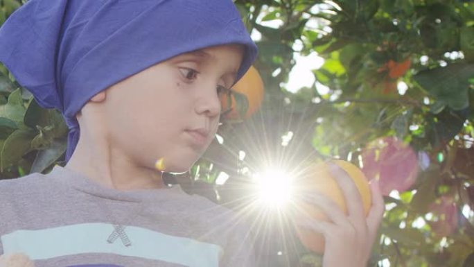 摘橘子的小男孩摘橘子的小男孩桔子