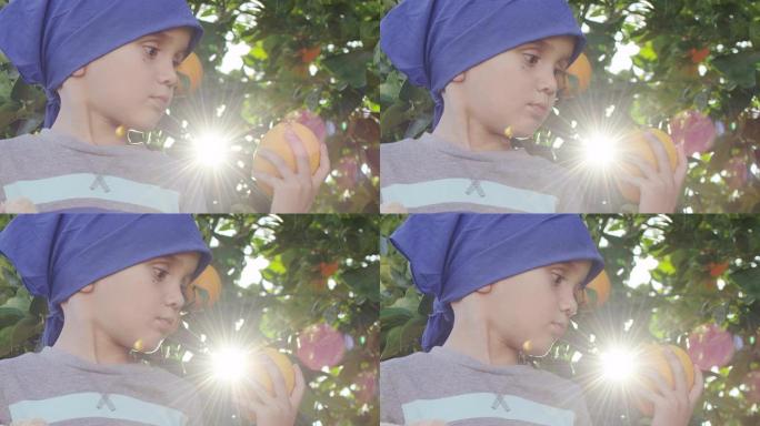 摘橘子的小男孩摘橘子的小男孩桔子