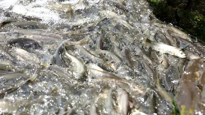 珍珠鱼捕鱼产业海产养殖