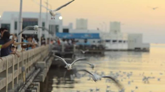 平移: 一群海鸥飞过相机