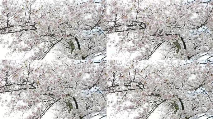 樱花树上有粉红色的花朵，日本的春天